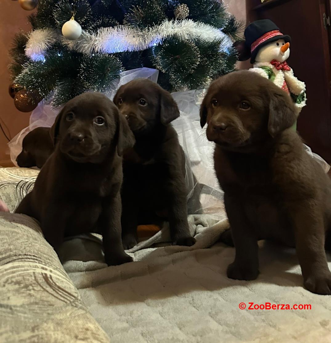 Čokoladni i crni štenci Labrador Retrievera