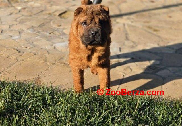 Šar Pej, čistokrvni štenci