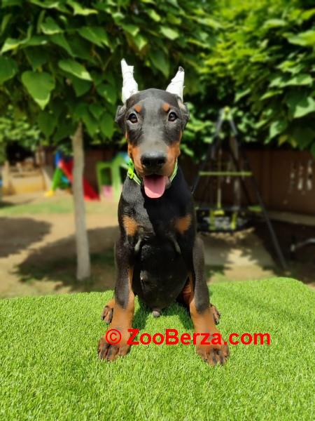 Doberman mužijaci