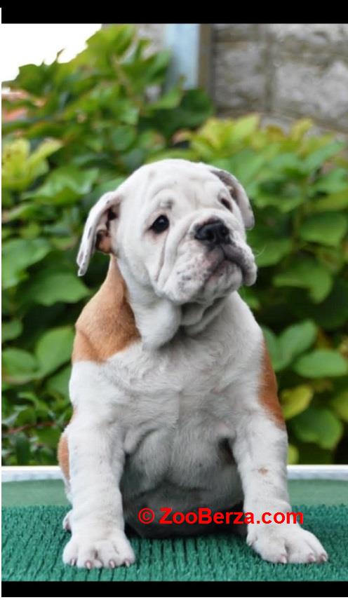 Engleski Buldog 