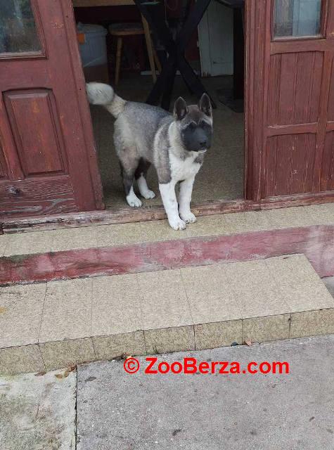 Američka Akita žensko štene