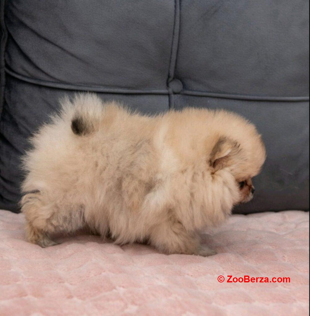 Pomeranac PRELEPI štenci