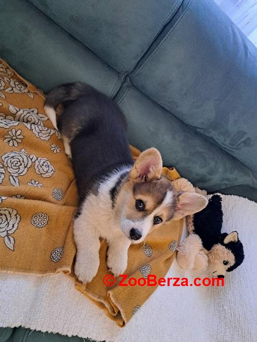 Velški Korgi Pembrok trikolor