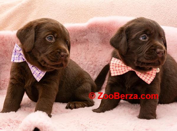 LABRADOR retriver, čokoladni štenci 