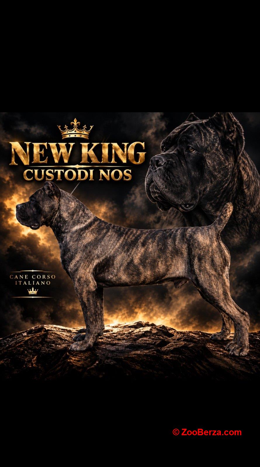 Cane Corso žensko štene