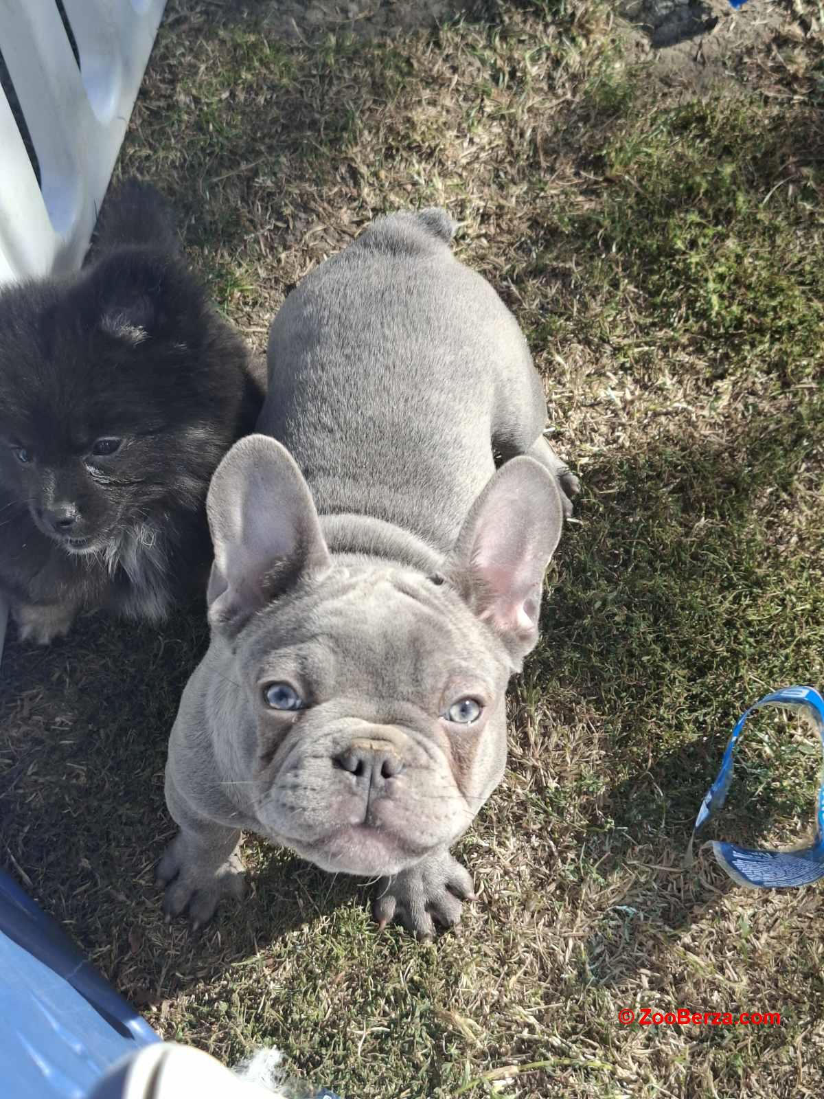 Sivi francuski buldog