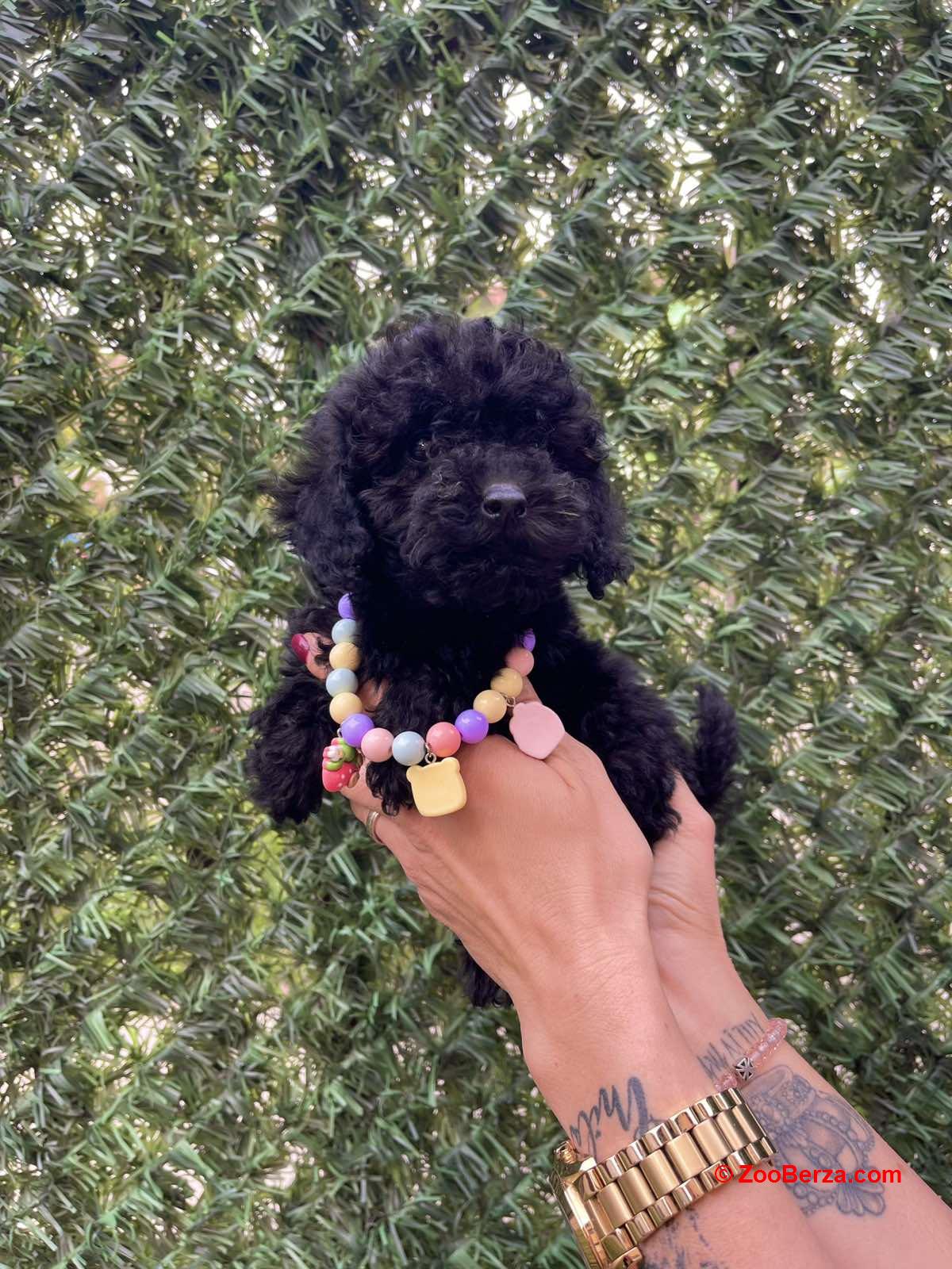 Toy i Mini Pudle stenci