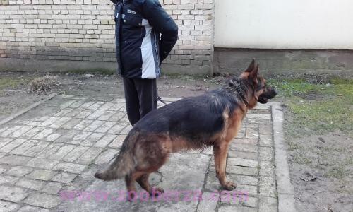 Poklanjam nemackog ovcara