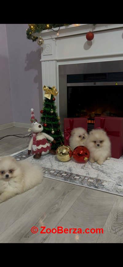 Pomeranac, štenci vrhunskog kvaliteta