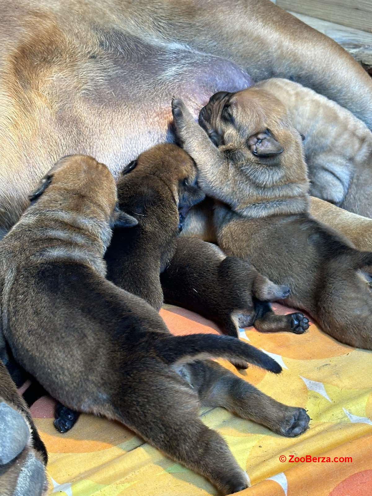 Južnoafrički mastif - Boerboel štenci