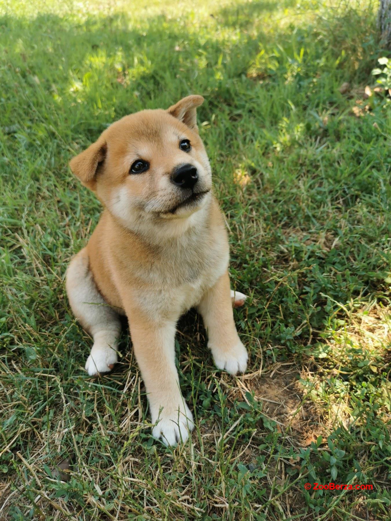 Šiba inu prelepi štenci