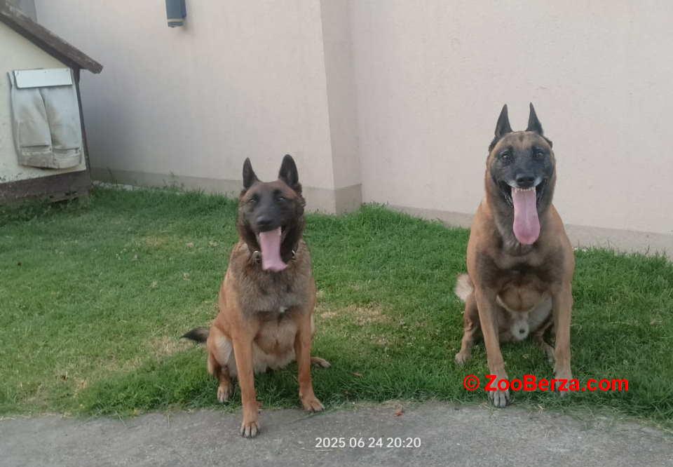 Belgijski ovčar MALINOA štenci 