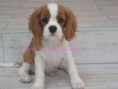 Cavalier King Charles Spaniel