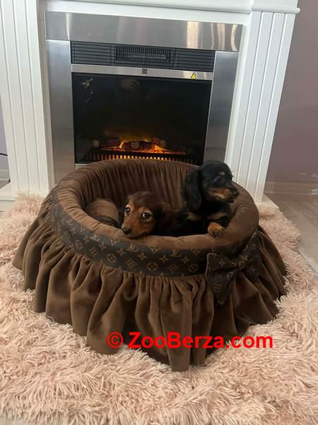 Dugodlaki patuljasti jazavičari 