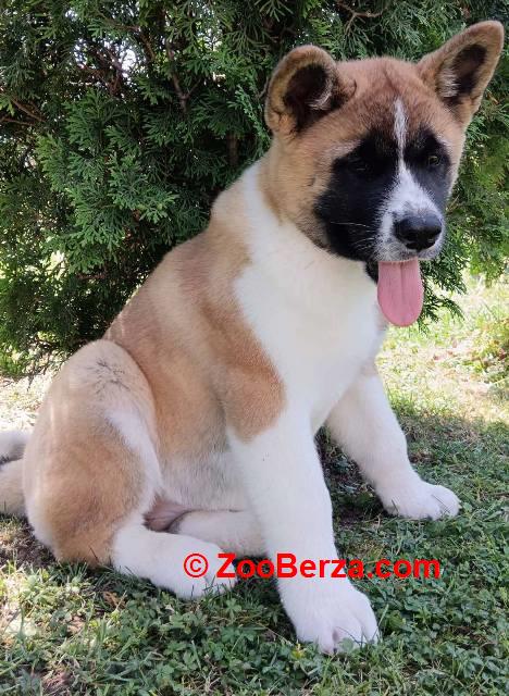 Američka Akita, žensko štene