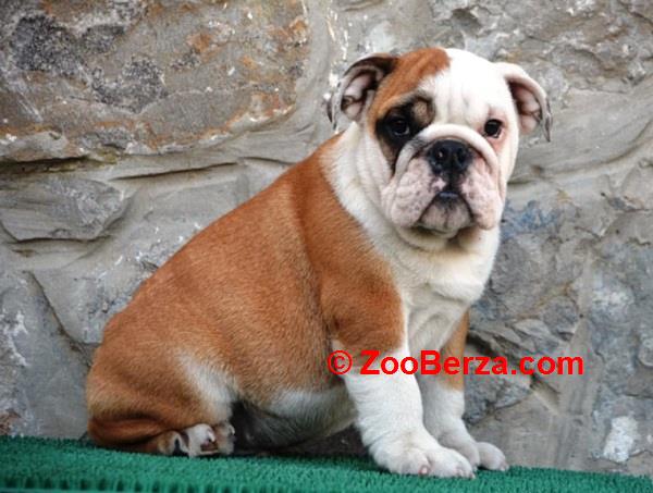 Engleski Buldog 