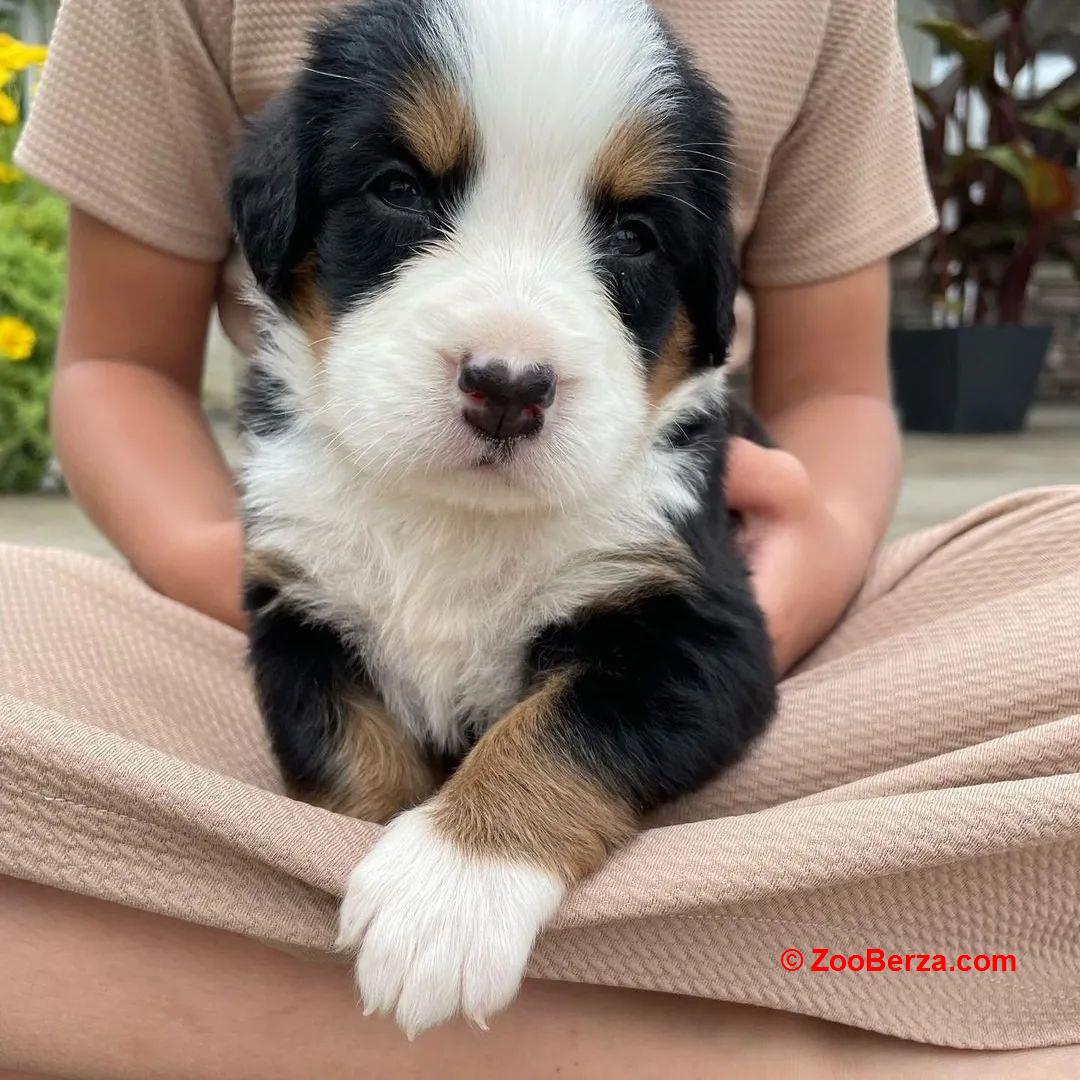 Prekrasni Bernese Mountain štenad na prodaju