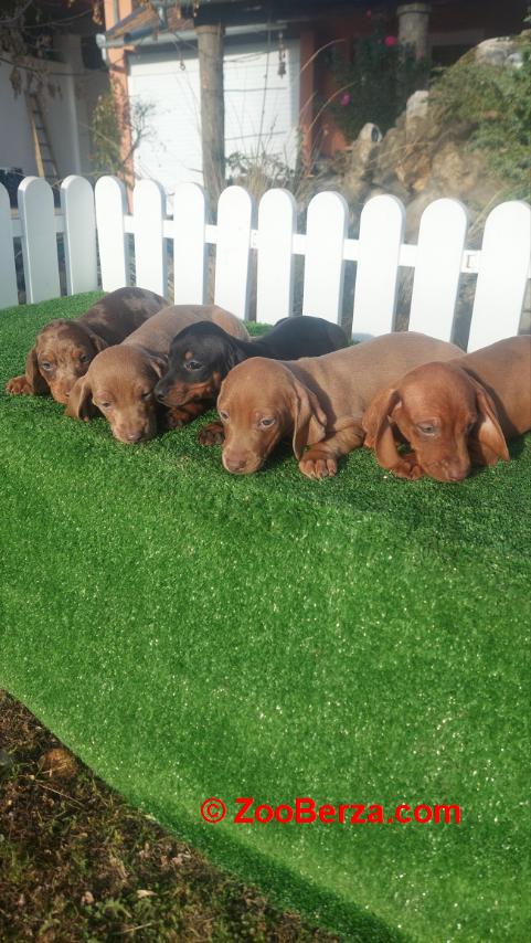 Patuljasti jazavicari