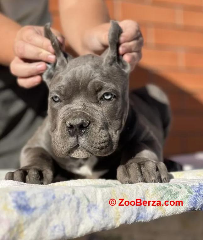 Cane Corso Kane Korso TOP KVALITET