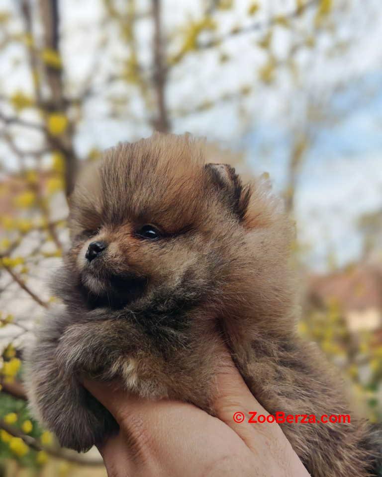 Stenci pomeranca prelepog krzna i izuzetno sitne građe 