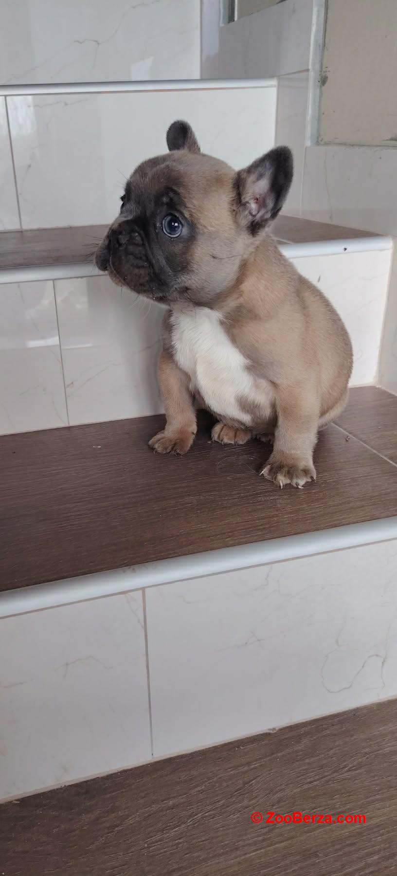 Francuski buldog muško štene