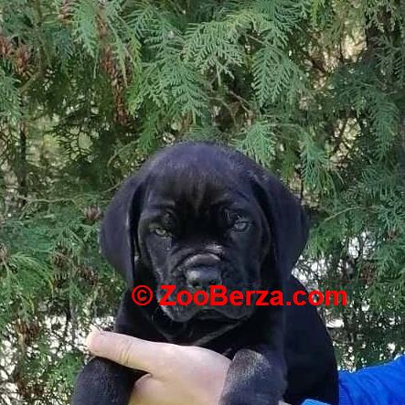 CANE CORSO prelepi štenci