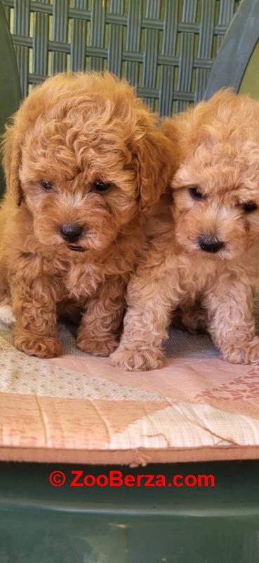 Mini Maltipoo štenci