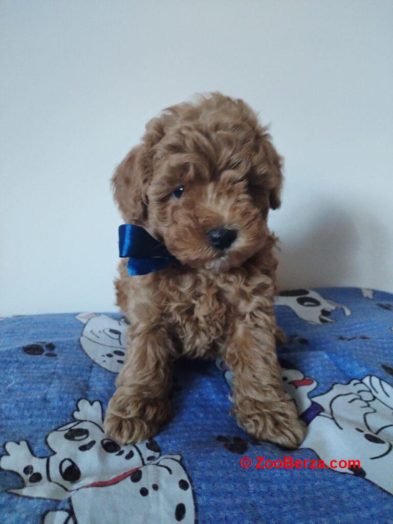Toy Pudla prelepi štenci