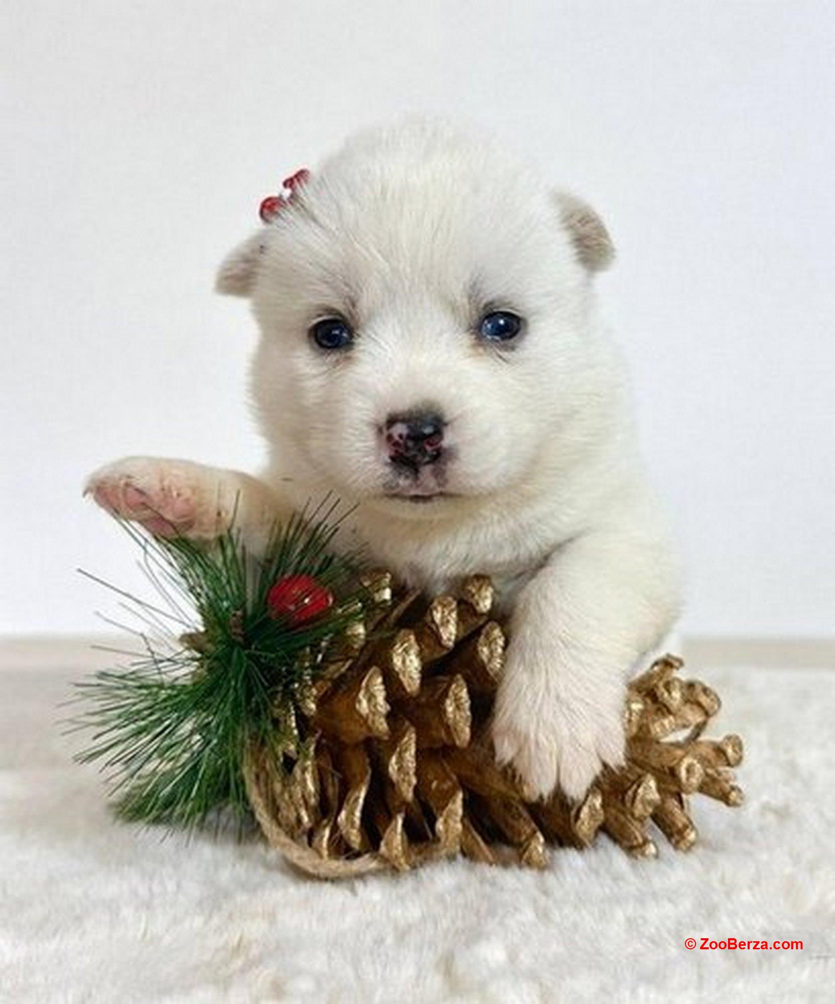 Pomsky-pomski (pomeranac + haski)