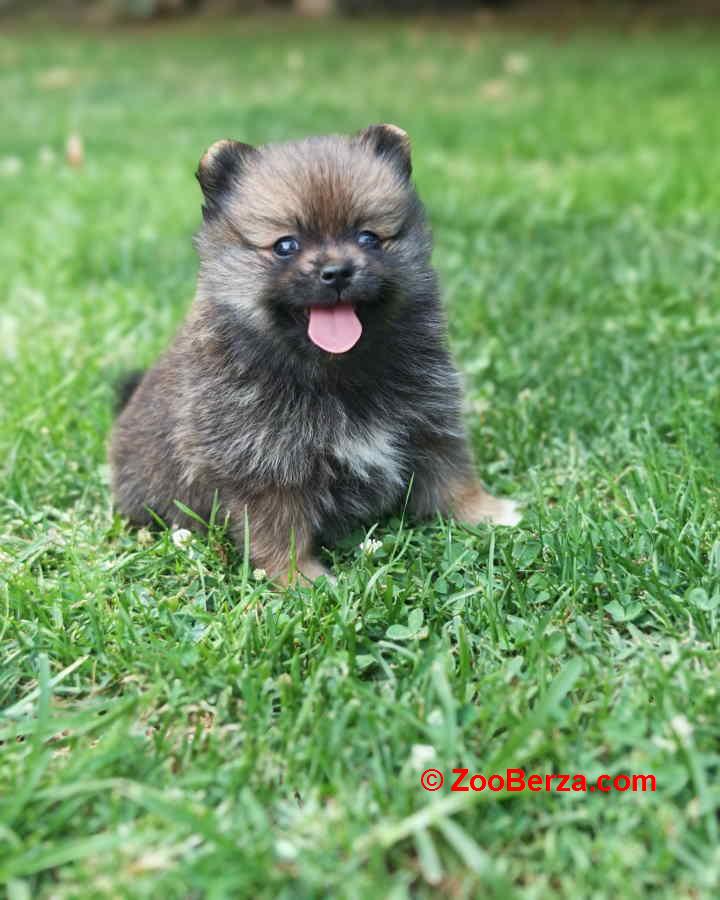 Pomeranski spic, prelepog krzna 