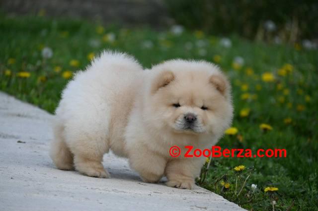 Chow Chow Cau Cau Čau Čau