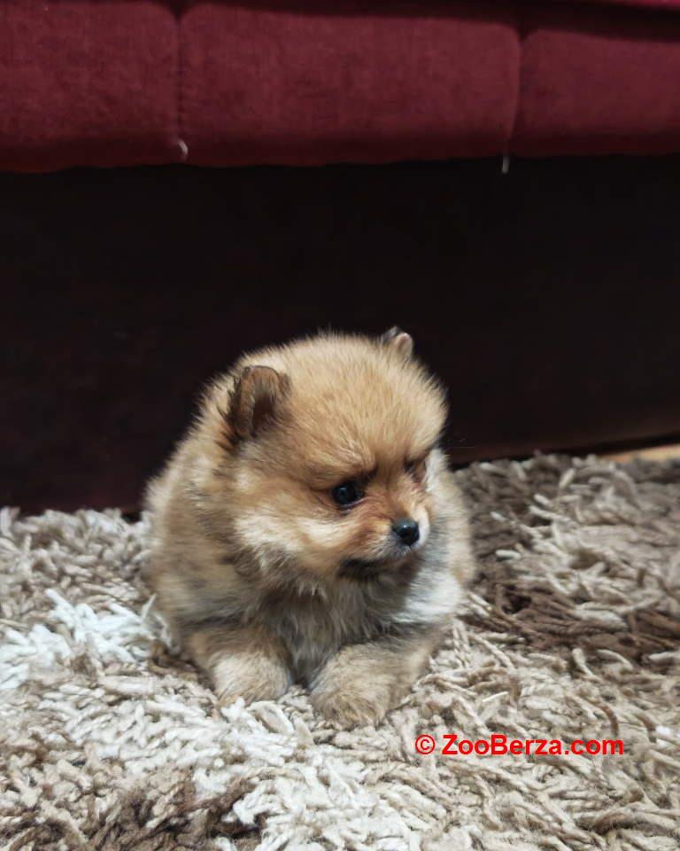 Štenci pomeranskog špica prelepog krzna 