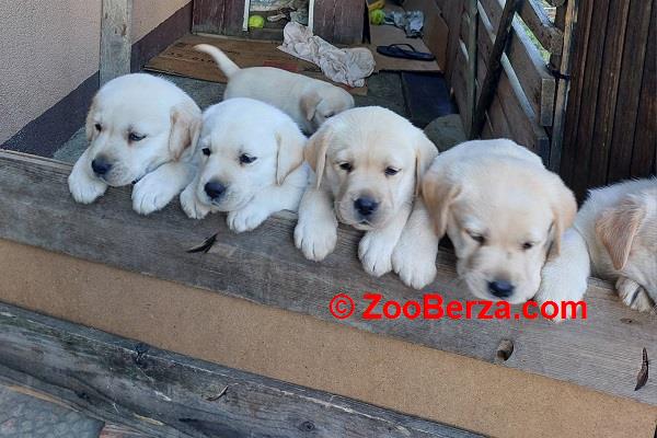LABRADOR RETRIVER
