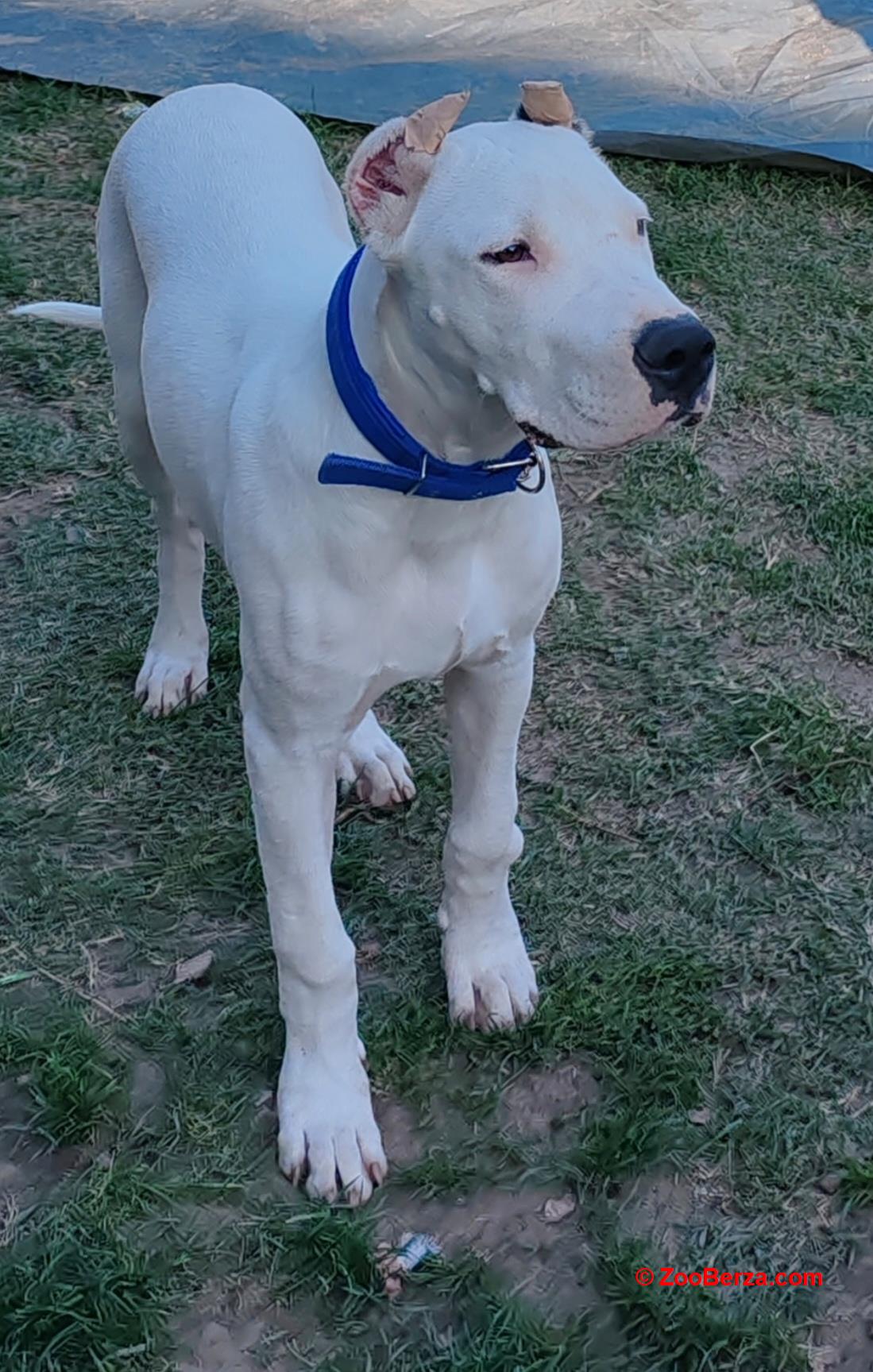 Dogo argentino štenci