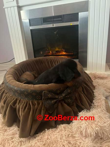 Dugodlaki patuljasti jazavičari 