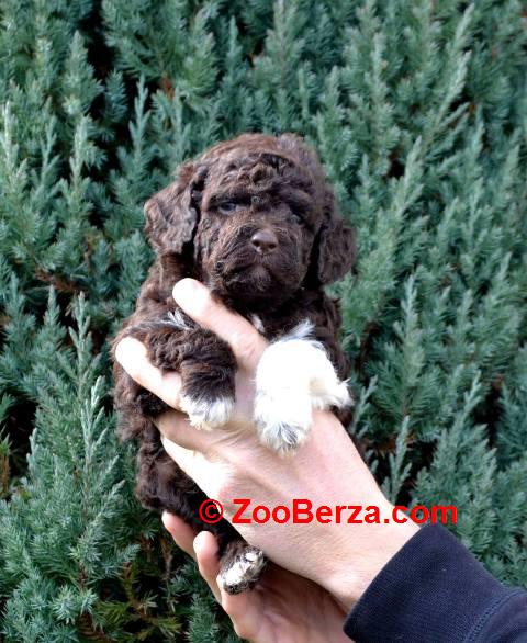 Lagotto Romagnolo štenci