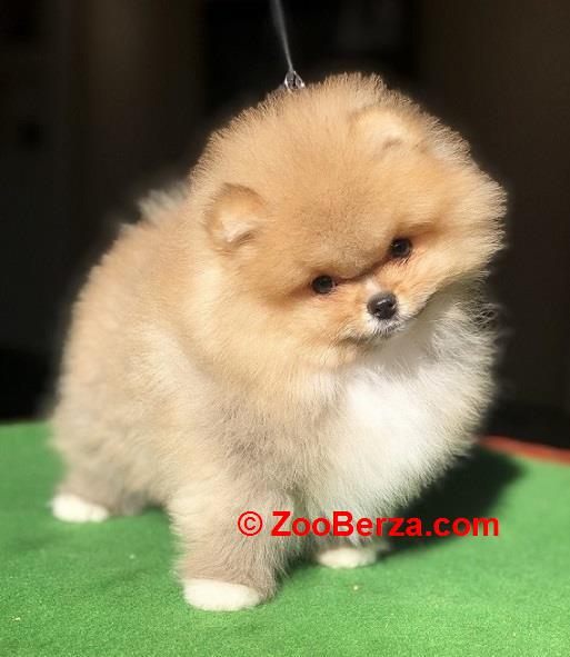 Pomeranac / Pomeranian / Boo štenci
