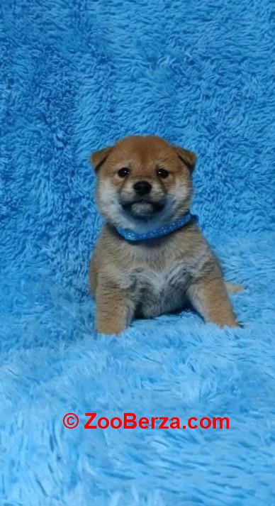 Akita inu i Shiba Inu štenci