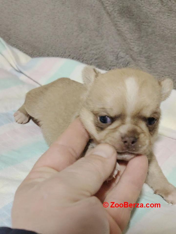 Mini CIVAVE  oba pola kratkodlaki i dugodlaki   