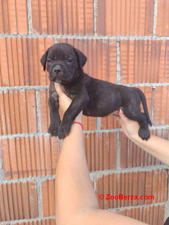 Cane Corso štenci šampionskog porekla!   