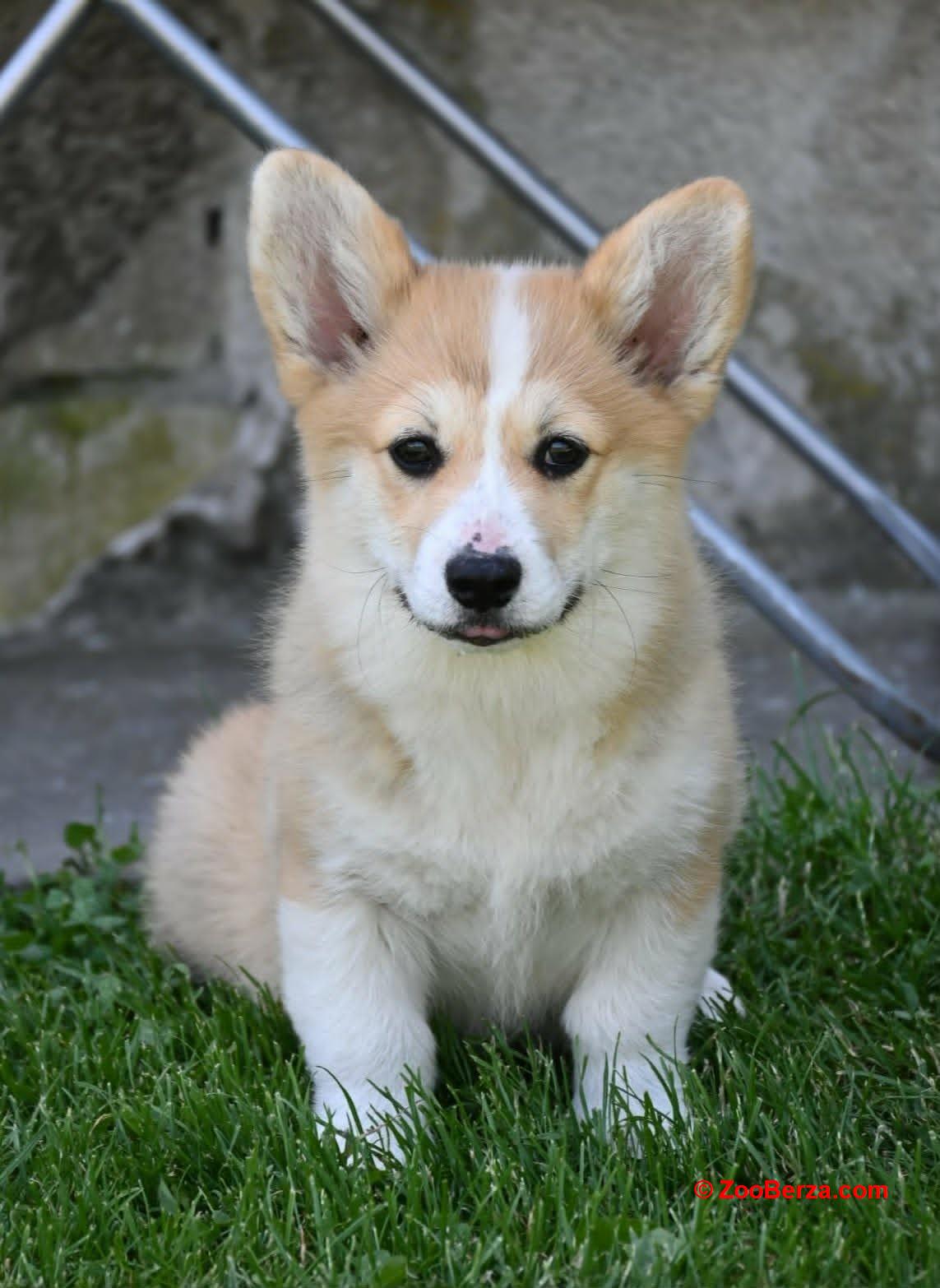Velški korgi/Welsh Corgi Pembroke