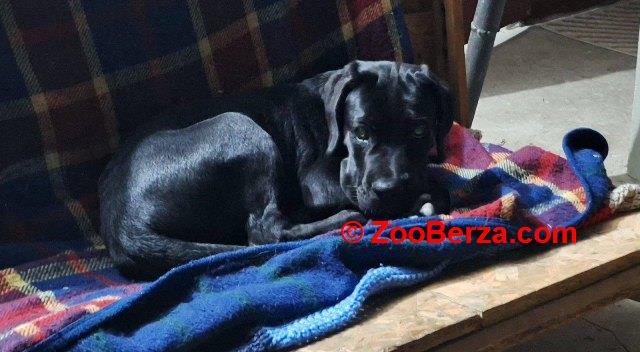 Cane Corso mlad pas