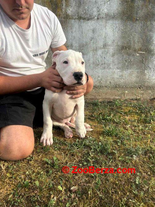 Dogo Argentino štenci