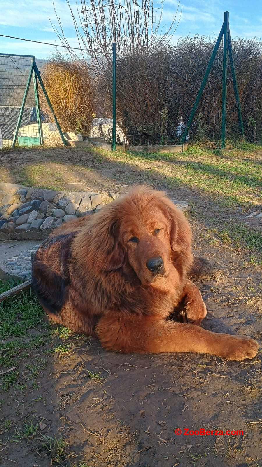 Prodajem dve ženke Tibetanskog mastifa stare 10 meseci