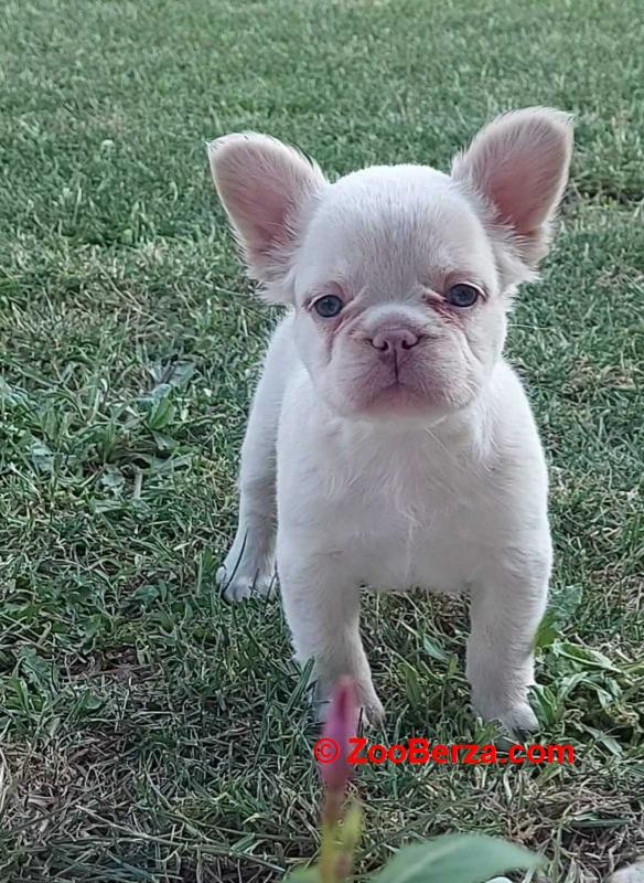 Francuski buldog stenci fluffy