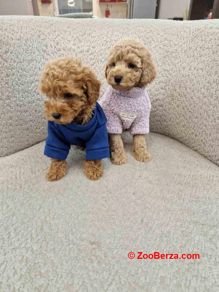 Pudle toy bata i seka 