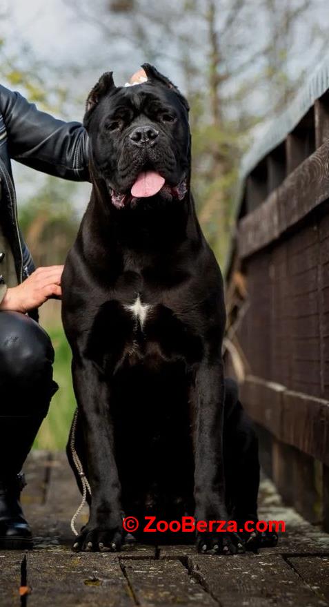 Cane Corso Kane Korso TOP KVALITET