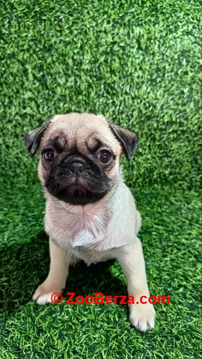 Mops, žensko štene 