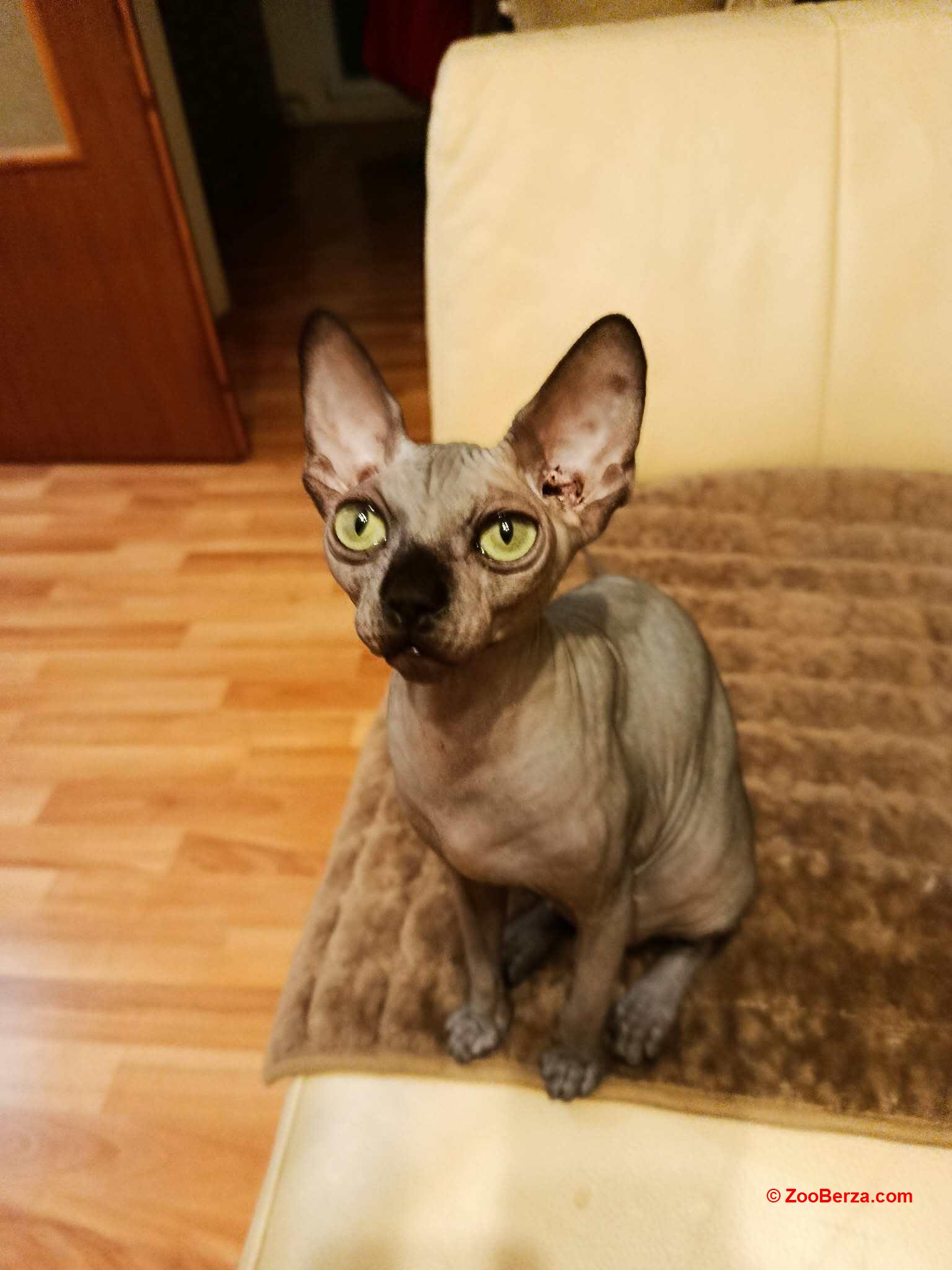 Sphynx mačići