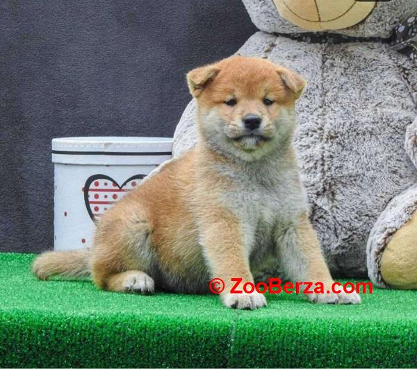 Shiba inu štenci